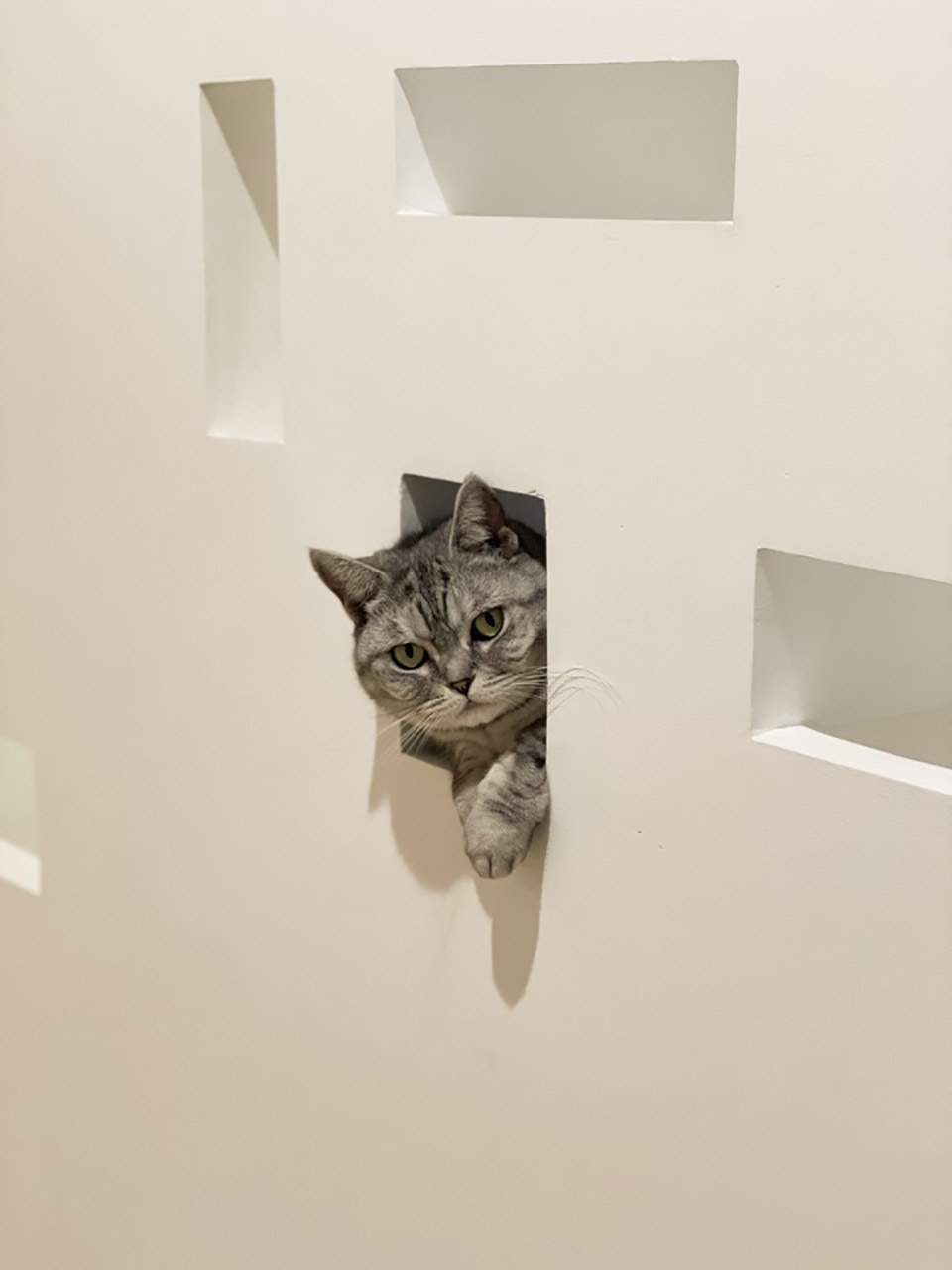 House of Peek a boo China by Dream Cat Interior Design