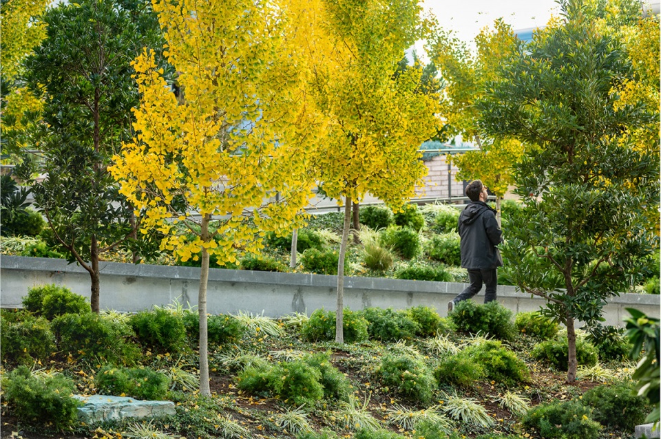 2021 asla residential design award of excellence edwin m lee apartments gls landscape architecture