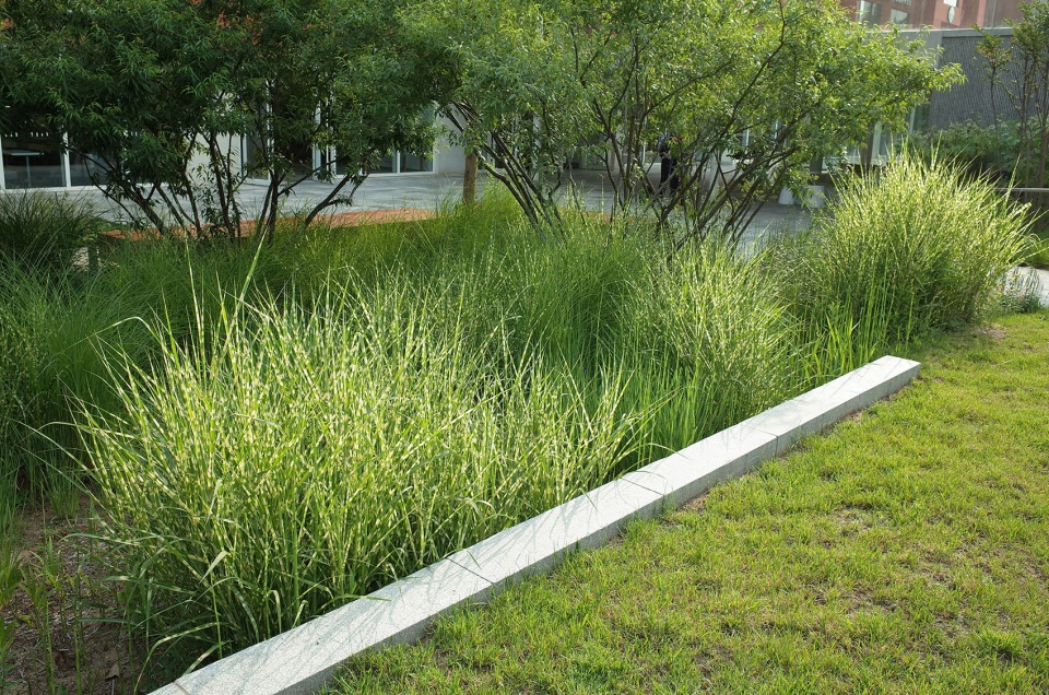 西安欧亚学院 张唐景观