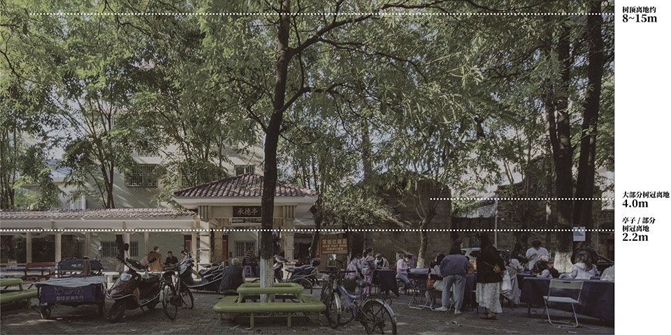 公园树底下人的尺度Scale of a person under a tree in a park