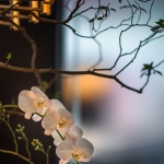 放盐 · 晶采轩深圳黑金店 / 东仓建设