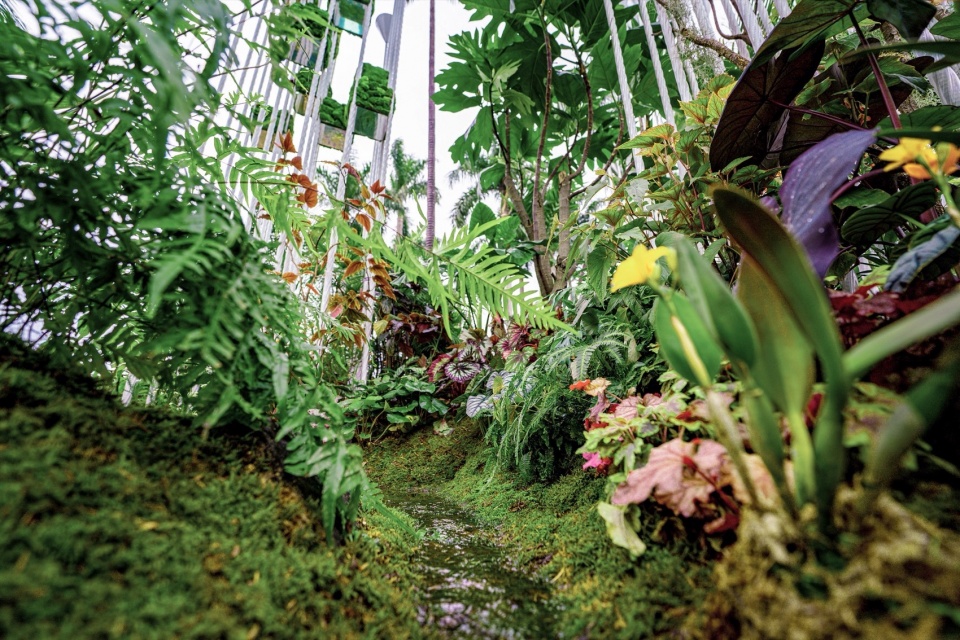本土植物与园中溪流 © 反光镜摄影 Native plants and a stream in the garden © Reflector Studio