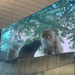 凯珍餐厅，北京 / 中和营造工作室