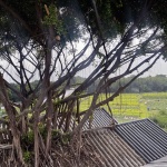 平沙岛·村口蚕房，广东南海大地艺术节/ 木月建筑设计事务所