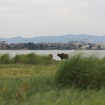 平沙岛·村口蚕房，广东南海大地艺术节/ 木月建筑设计事务所