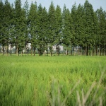 邛崃·丘山阅田园文化村 / 四川乐道景观设计有限公司