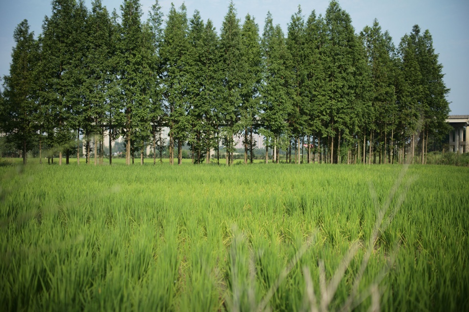 邛崃 丘山阅田园文化村 乐道景观
