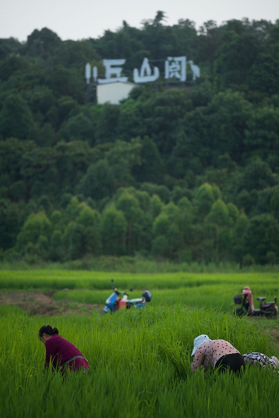 邛崃 丘山阅田园文化村 乐道景观