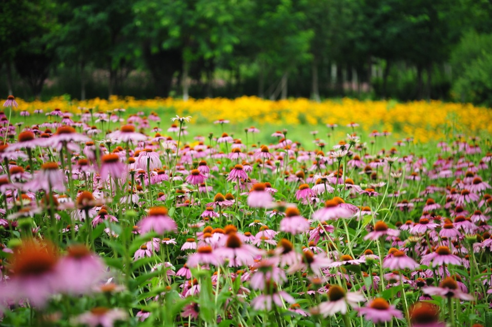 摄影:白桦琳 beijing yinluchi park