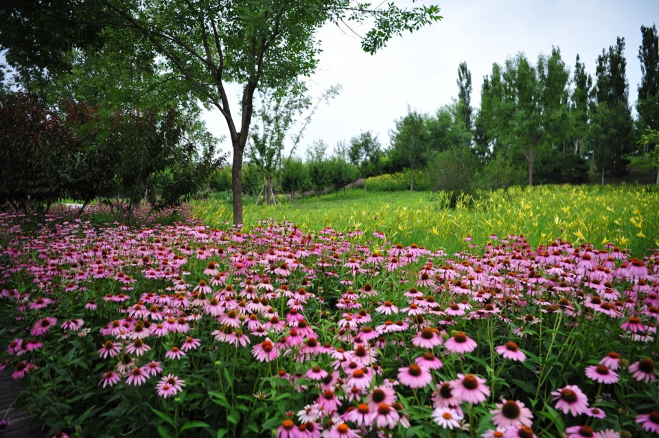 摄影:白桦琳 beijing yinluchi park