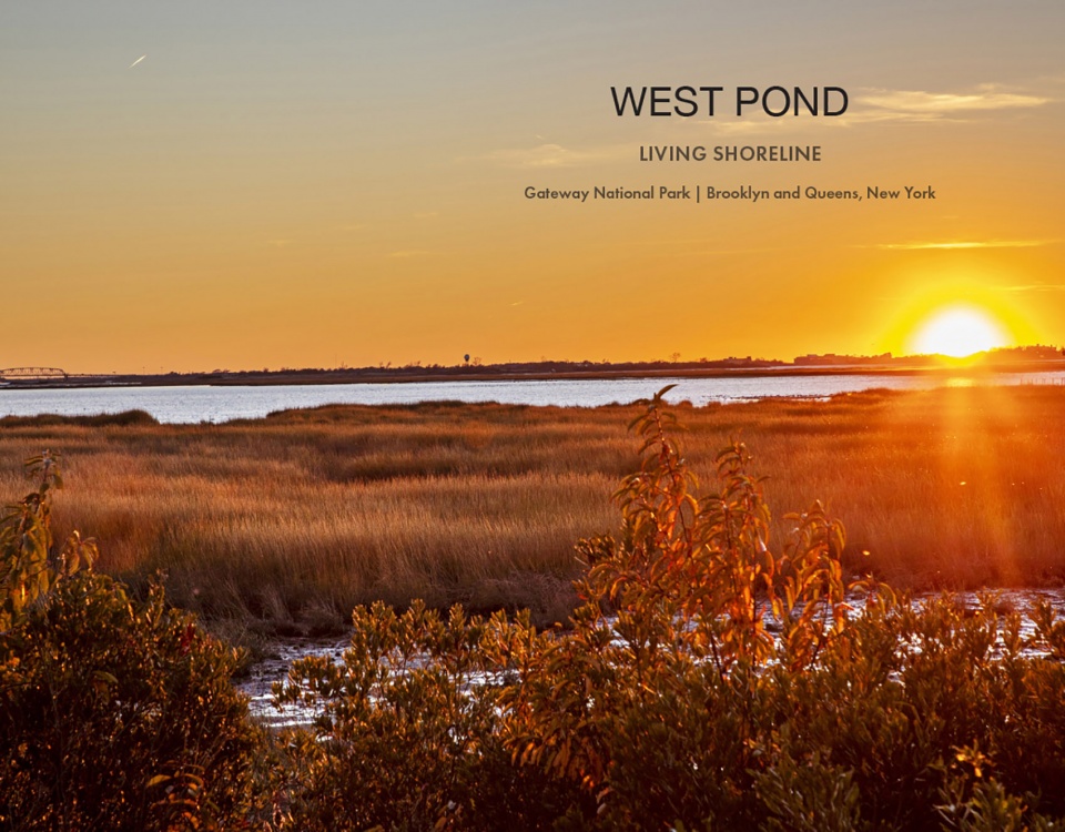 2022 ASLA GENERAL DESIGN AWARD OF HONOR West Pond Living Shoreline Dirtworks Landscape Architecture PC