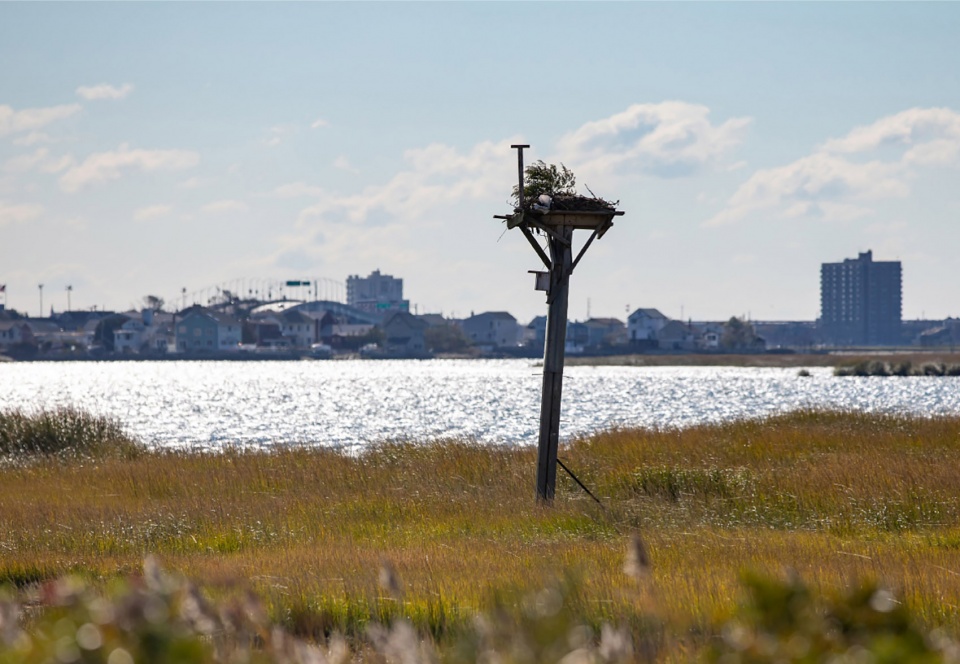 2022 ASLA GENERAL DESIGN AWARD OF HONOR West Pond Living Shoreline Dirtworks Landscape Architecture PC