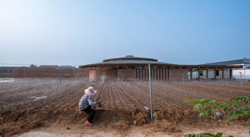 南边的地黄种植 © 金伟琦 prepared rehmannia root crafts exhibition hall by luo studio