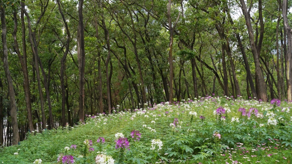 qiaocheng north park by wenke green technology