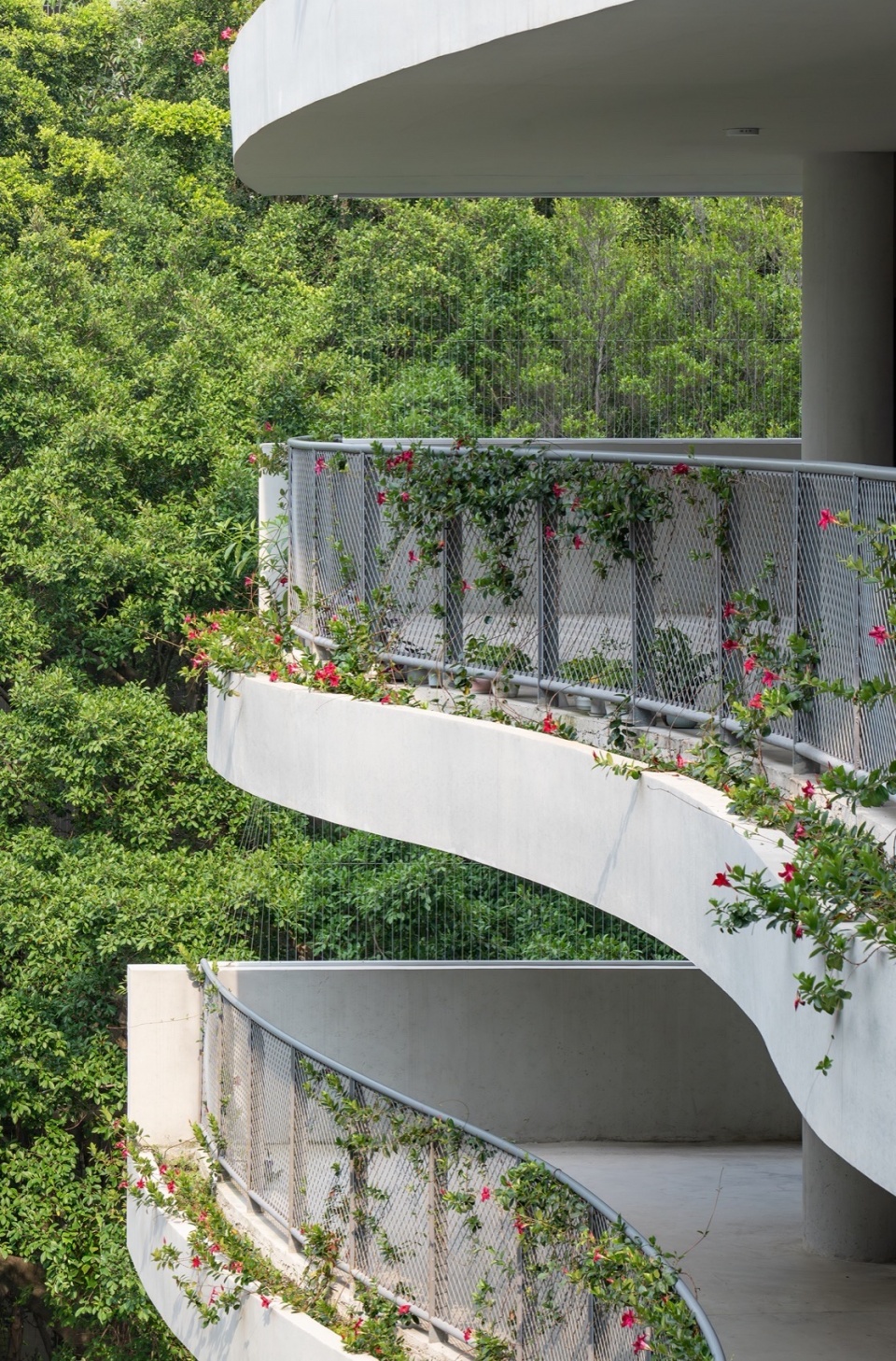 . 钢丝网扶手上的攀爬植物 Climbing plants on the wire mesh handrails ©白羽