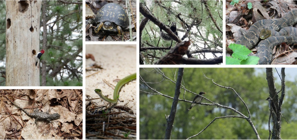 2023 ASLA ANALYSIS AND PLANNING AWARD OF HONOR Nicks Creek Longleaf Reserve Conservation Management Plan by NC State University Coastal D...