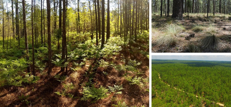 2023 ASLA ANALYSIS AND PLANNING AWARD OF HONOR Nicks Creek Longleaf Reserve Conservation Management Plan by NC State University Coastal D...