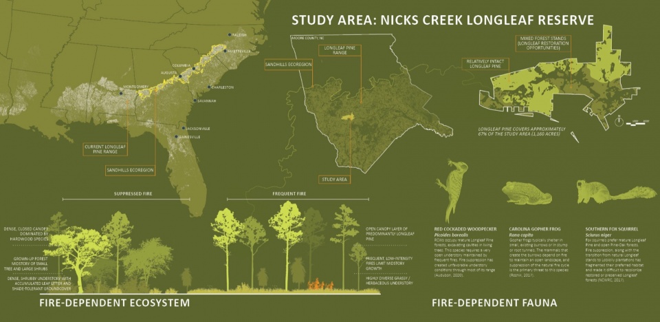 2023 ASLA ANALYSIS AND PLANNING AWARD OF HONOR Nicks Creek Longleaf Reserve Conservation Management Plan by NC State University Coastal D...