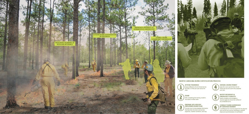 2023 ASLA ANALYSIS AND PLANNING AWARD OF HONOR Nicks Creek Longleaf Reserve Conservation Management Plan by NC State University Coastal D...