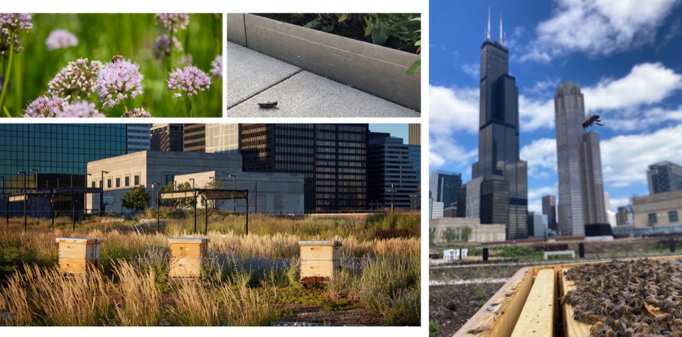 The Meadow at the Old Chicago Post Office by Hoerr Schaudt bx1