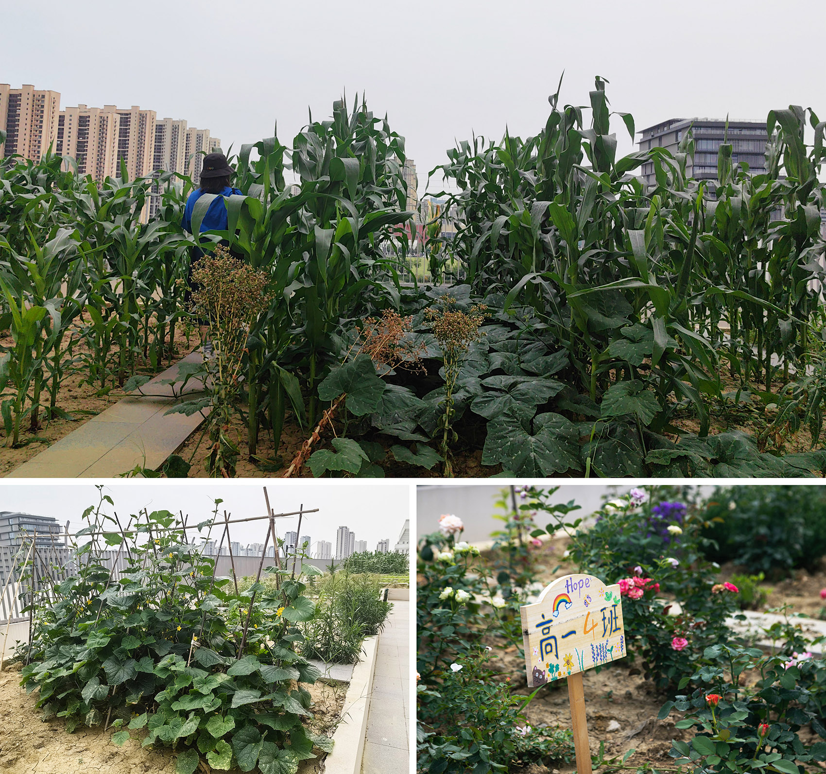 suzhou mountain bilingual school landscape by open zscape