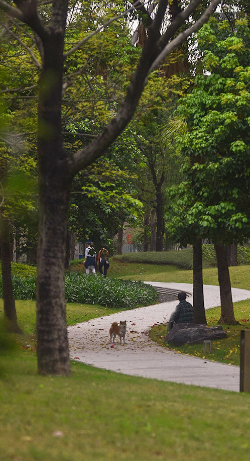 the landscape design of dajinzhong park by scutad
