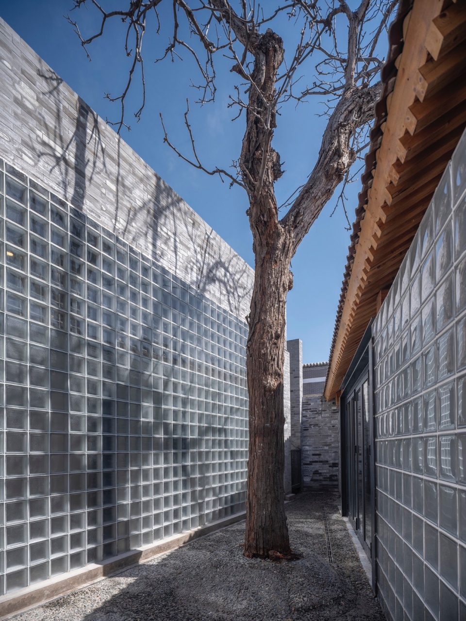 yard with the tree photograph by Jin Weiqi