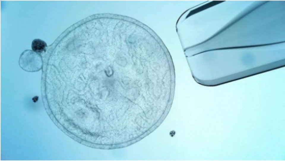 Beijing Yizhuang cell therapy RD pilot base