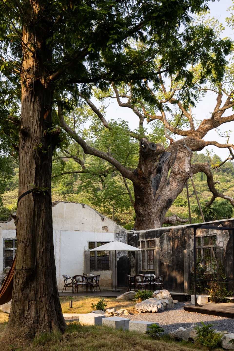 Five Camphor Courtyard