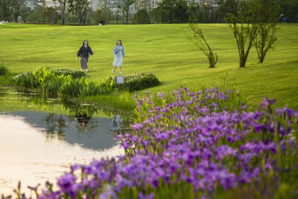 Yangbei Lake Ecological Restoration and Governance Project