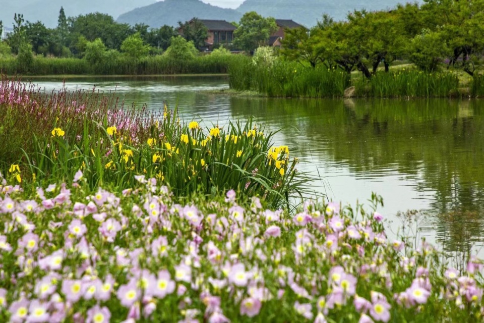 Yangbei Lake Ecological Restoration and Governance Project