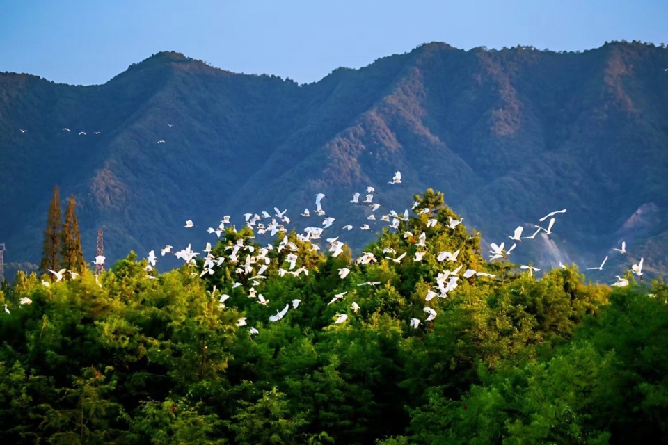 Yangbei Lake Ecological Restoration and Governance Project