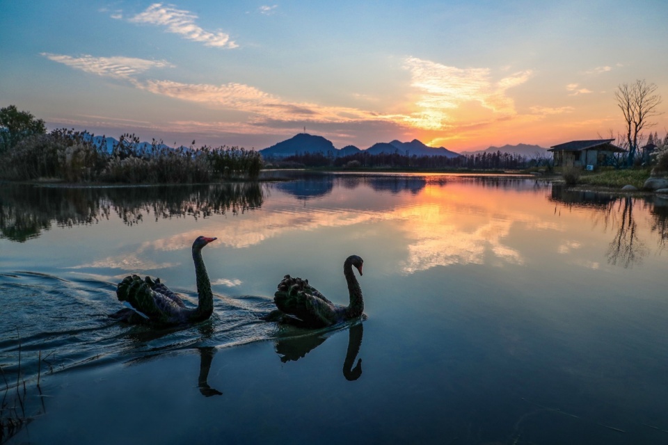 Yangbei Lake Ecological Restoration and Governance Project