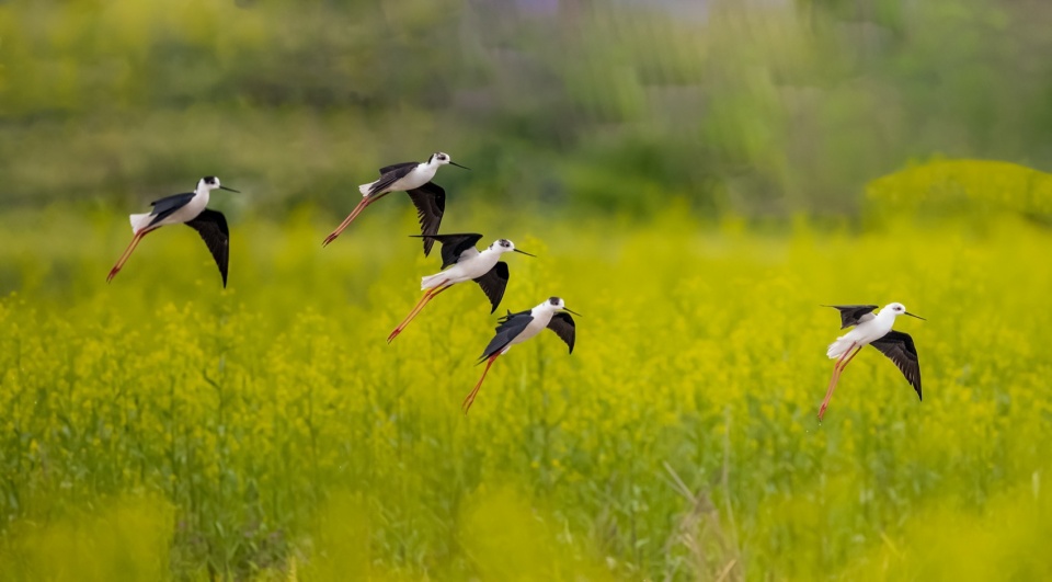 Yangbei Lake Ecological Restoration and Governance Project