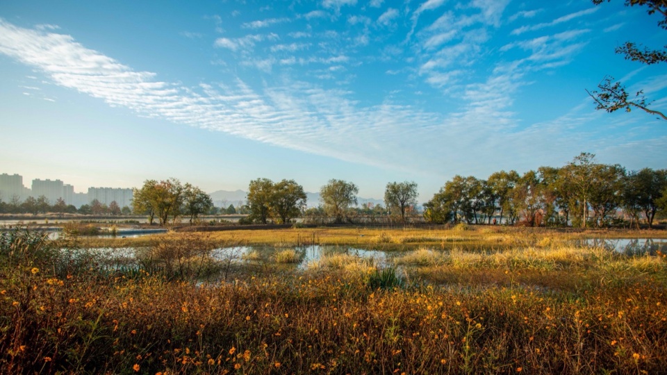 Yangbei Lake Ecological Restoration and Governance Project