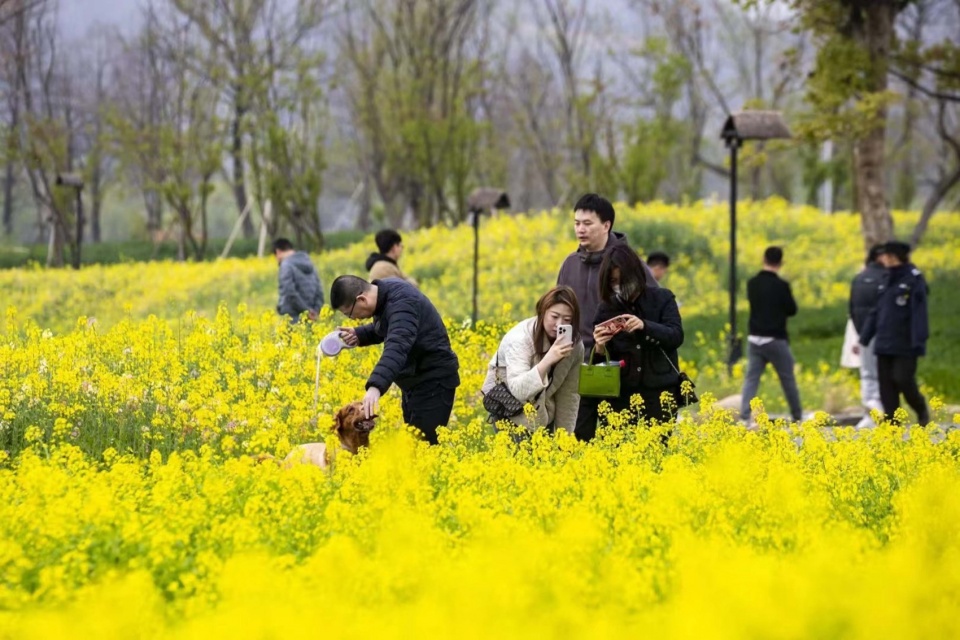Yangbei Lake Ecological Restoration and Governance Project