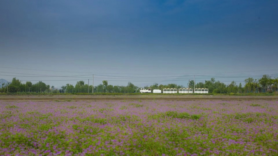 Yangbei Lake Ecological Restoration and Governance Project