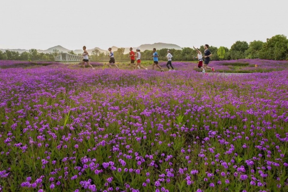 Yangbei Lake Ecological Restoration and Governance Project