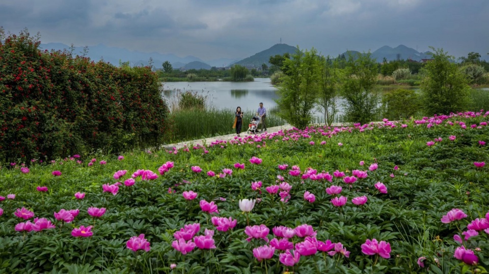 Yangbei Lake Ecological Restoration and Governance Project