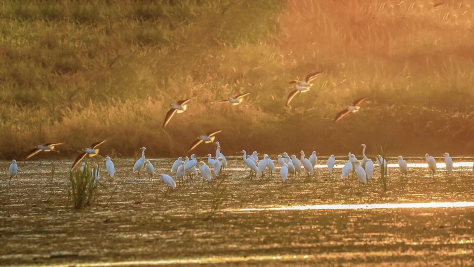 Yangbei Lake Ecological Restoration and Governance Project