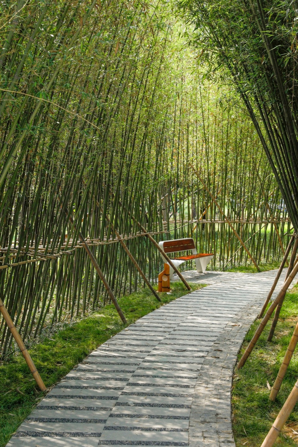竹林景色,bamboo grove scenery ©金伟琦02
