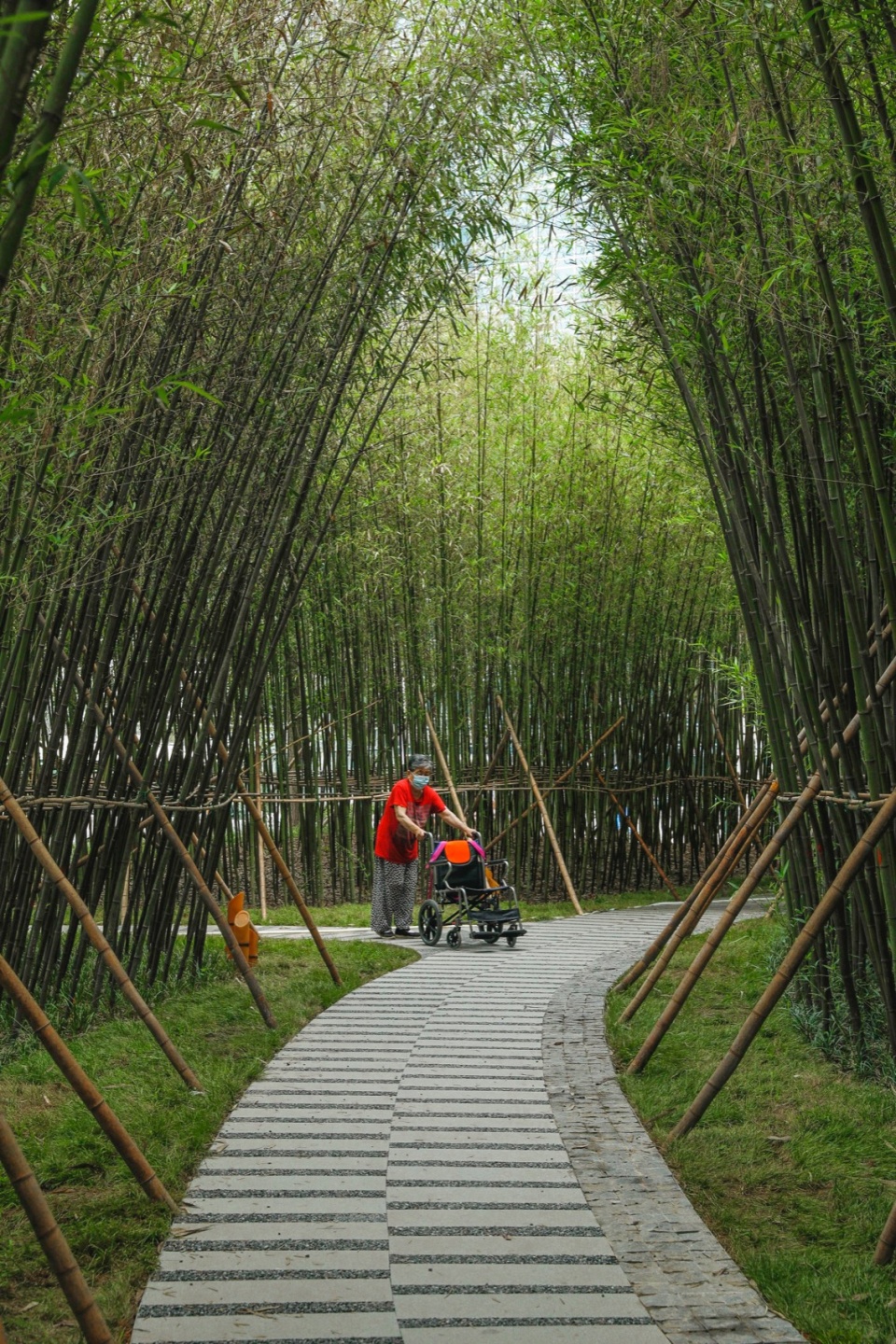 竹林景色,bamboo grove scenery ©金伟琦03