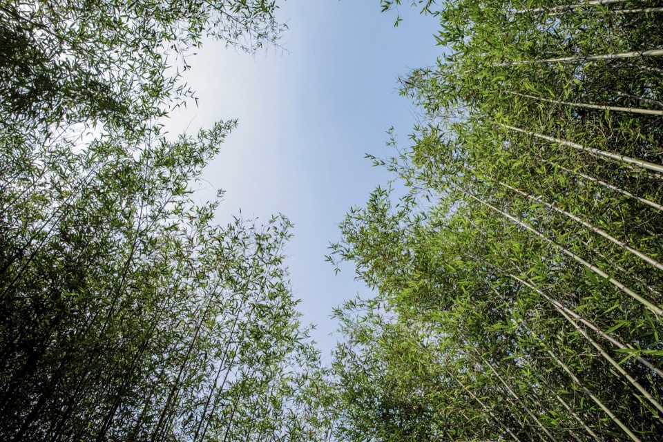 竹林景色,bamboo grove scenery ©金伟琦04