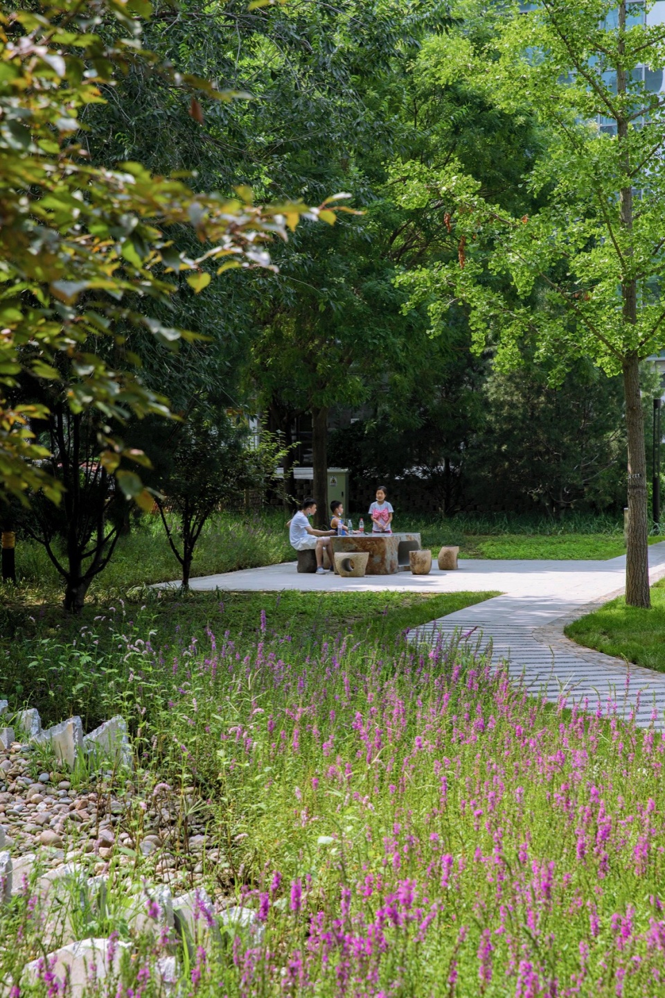 雨水花园景色,the rain garden scenery ©金伟琦02