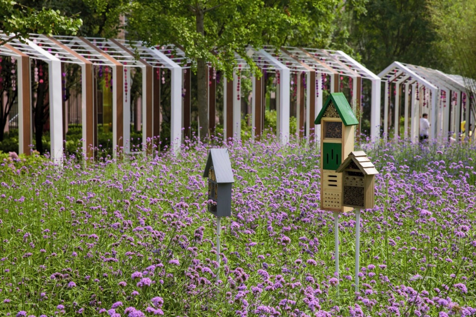 马鞭草花海,verbena flower sea ©金伟琦
