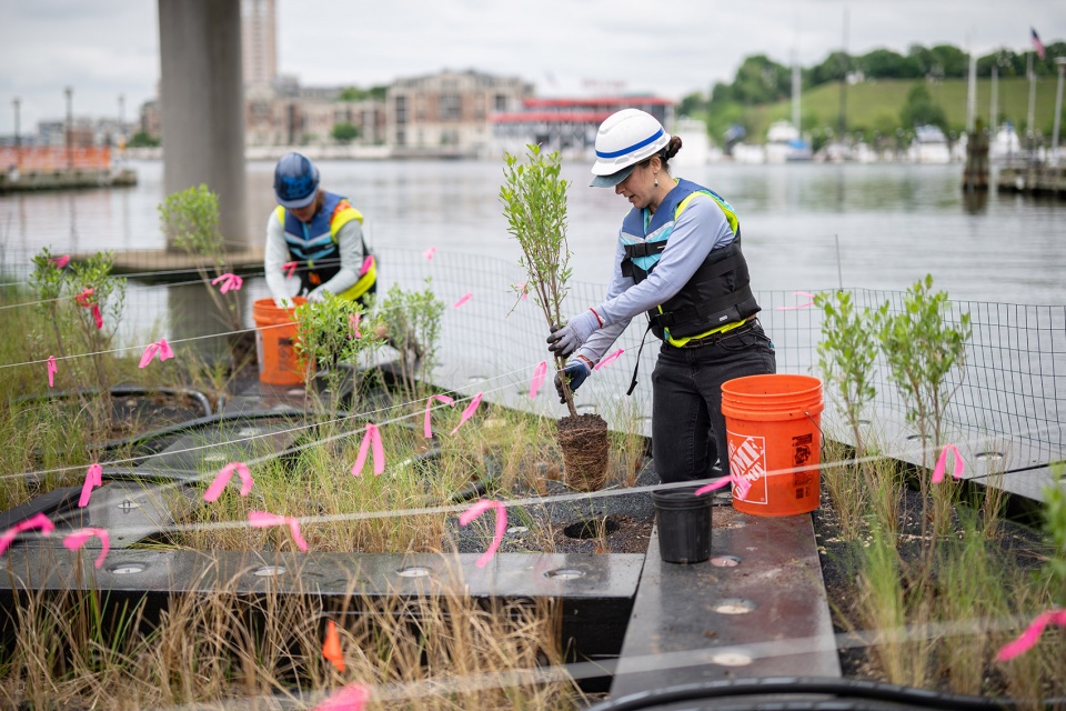 national aquarium harbor wetland by ayers saint gross