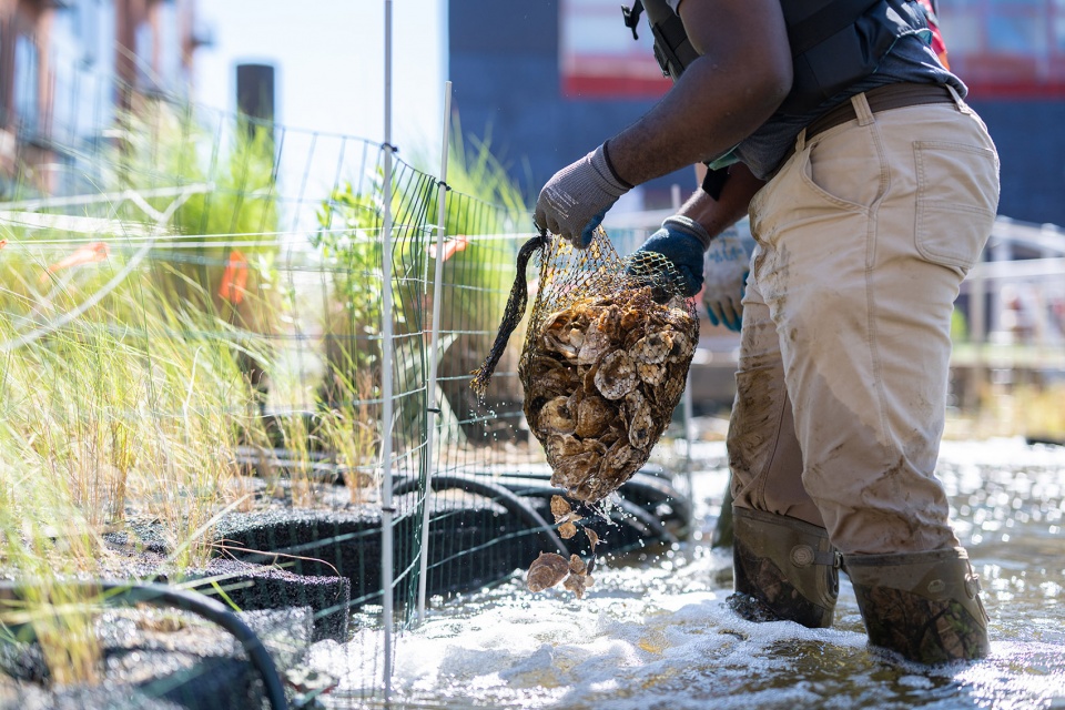 national aquarium harbor wetland by ayers saint gross