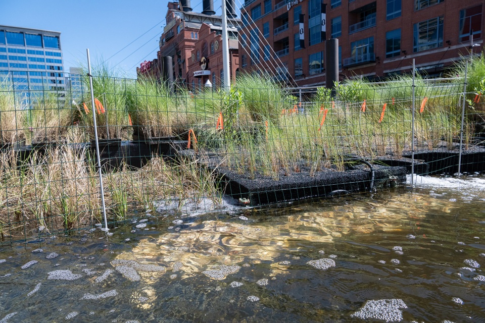 national aquarium harbor wetland by ayers saint gross