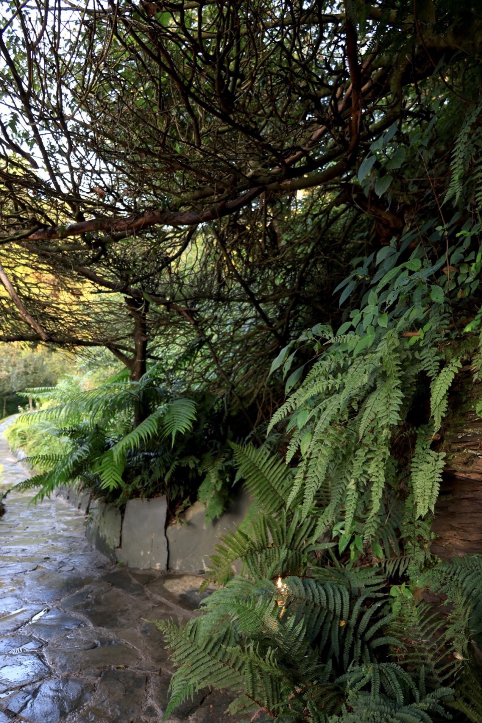 原生植物与移植的植物 windy tea pavilion
