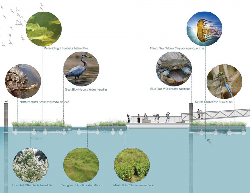 national aquarium harbor wetland by ayers saint gross